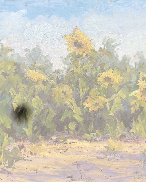 Steven McDonald Afternoon Sunflowers